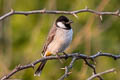 White-eared Bulbul Pycnonotus leucotis leucotis