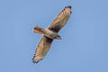 White-eyed Buzzard Butastur teesa