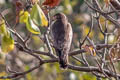 White-eyed Buzzard Butastur teesa