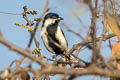 White-naped Tit Machlolophus nuchalis