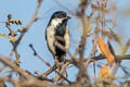 White-naped Tit Machlolophus nuchalis