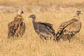 White-rumped Vulture Gyps bengalensis