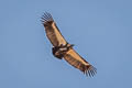 White-rumped Vulture Gyps bengalensis