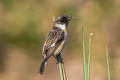 White-tailed Stonechat Saxicola leucurus