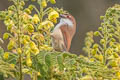 Yellow-eyed Babbler Chrysomma sinense hypoleucum