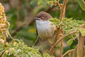 Yellow-eyed Babbler Chrysomma sinense hypoleucum