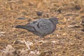 Yellow-eyed Pigeon Columba eversmanni