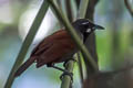 Black-throated Babbler Stachyris nigricollis