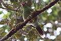 Bornean Green Magpie Cissa jefferyi