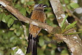 Bornean Treepie Dendrocitta cinerascens