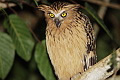 Buffy Fish Owl Ketupa ketupa ketupa