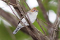 Chestnut-crested Yuhina Staphida everetti