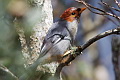 Chestnut-hooded Laughingthrush Pterorhinus treacheri treacheri