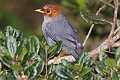 Chestnut-hooded Laughingthrush Pterorhinus treacheri treacheri