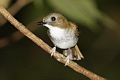 Grey-chested Jungle Flycatcher Rhinomyias umbratilis