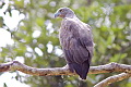 Grey-headed Fish Eagle Icthyophaga ichthyaetus