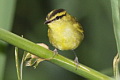 Mountain Leaf Warbler Phylloscopus trivirgatus kinabaluensis