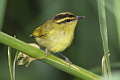 Mountain Leaf Warbler Phylloscopus trivirgatus kinabaluensis