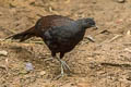 Mountain Peacock-Pheasant Polyplectron inopinatum