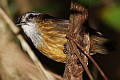 Mountain Wren-Babbler Gypsophila crassa