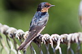 Pacific Swallow Hirundo tahitica javanica