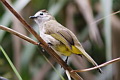 Pale-faced Bulbul Pycnonotus leucops