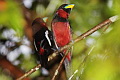 Black-and-red Broadbill Cymbirhynchus macrorhynchos macrorhynchos