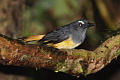 Rufous-tailed Shama Trichixos pyrropygus