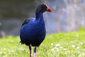 Australian Swamphen Porphyrio melanotus