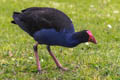 Australian Swamphen Porphyrio melanotus