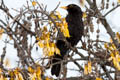 Common Blackbird Turdus merula merula