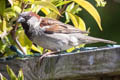 House Sparrow Passer domesticus