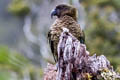 Kea Nestor notabilis