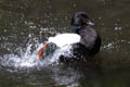 Paradise Shelduck Tadorna variegata