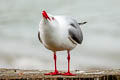 Red-billed Gull Chroicocephalus novaehollandiae scopulinus