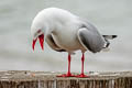 Red-billed Gull Chroicocephalus novaehollandiae scopulinus