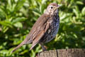 Song Thrush Turdus philomelos