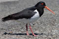 South Island Oystercatcher Haematopus finschi