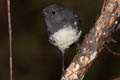 South Island Robin Petroica australis rakiura