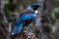 Tui Prosthemadera novaeseelandiae novaeseelandiae