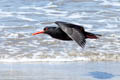 Variable Oystercatcher Haematopus unicolor