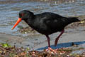 Variable Oystercatcher Haematopus unicolor