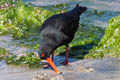 Variable Oystercatcher Haematopus unicolor