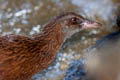 Weka Gallirallus australis australis