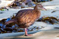 Weka Gallirallus australis australis