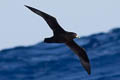 Black Petrel Procellaria parkinsoni