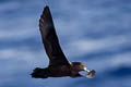 Black Petrel Procellaria parkinsoni