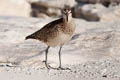 Bristle-thighed Curlew Numenius tahitiensis