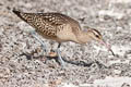 Bristle-thighed Curlew Numenius tahitiensis