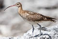 Bristle-thighed Curlew Numenius tahitiensis